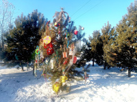 «Ёлка ГТО» в Белогорске